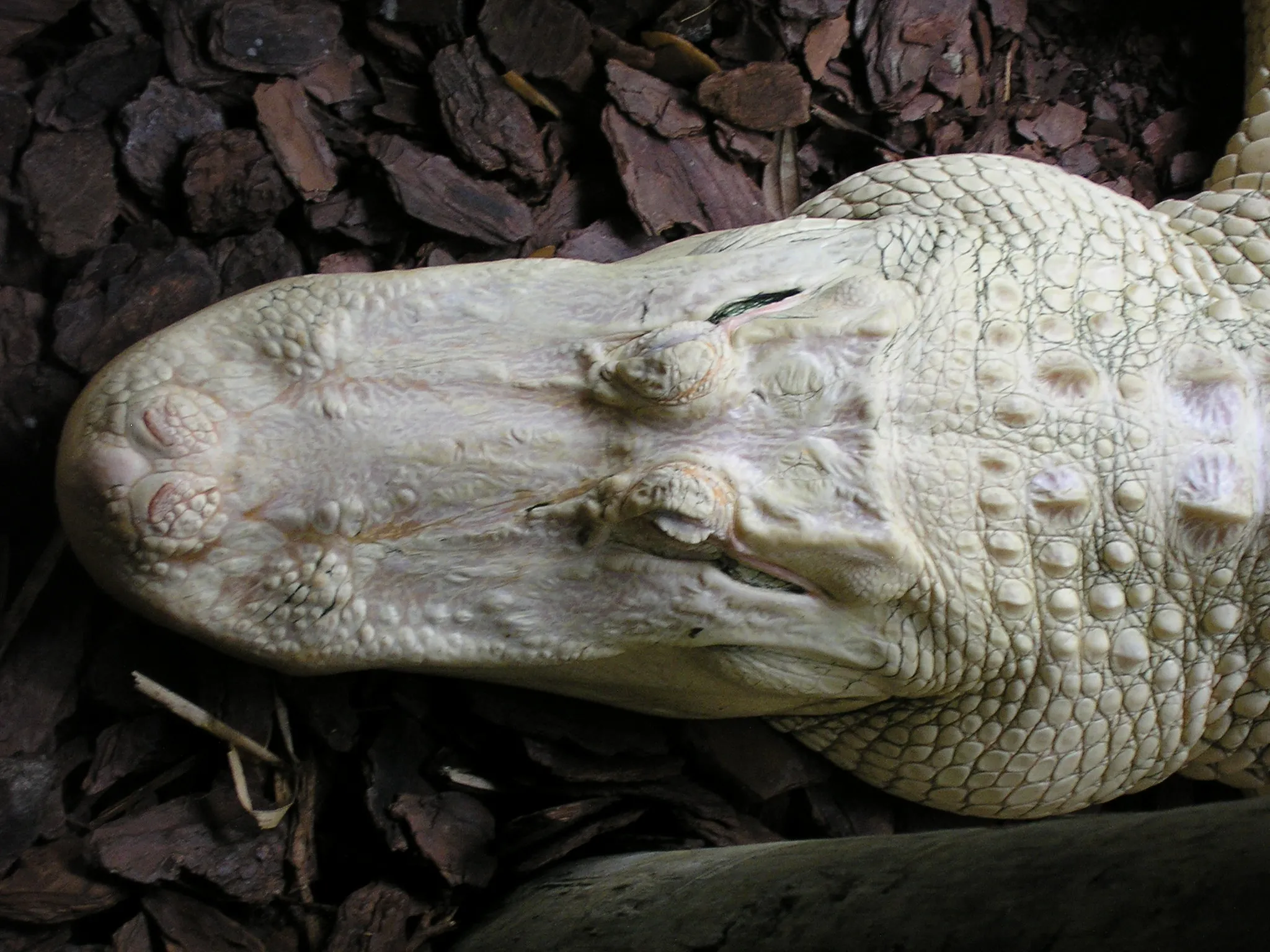ghostlygator.webp