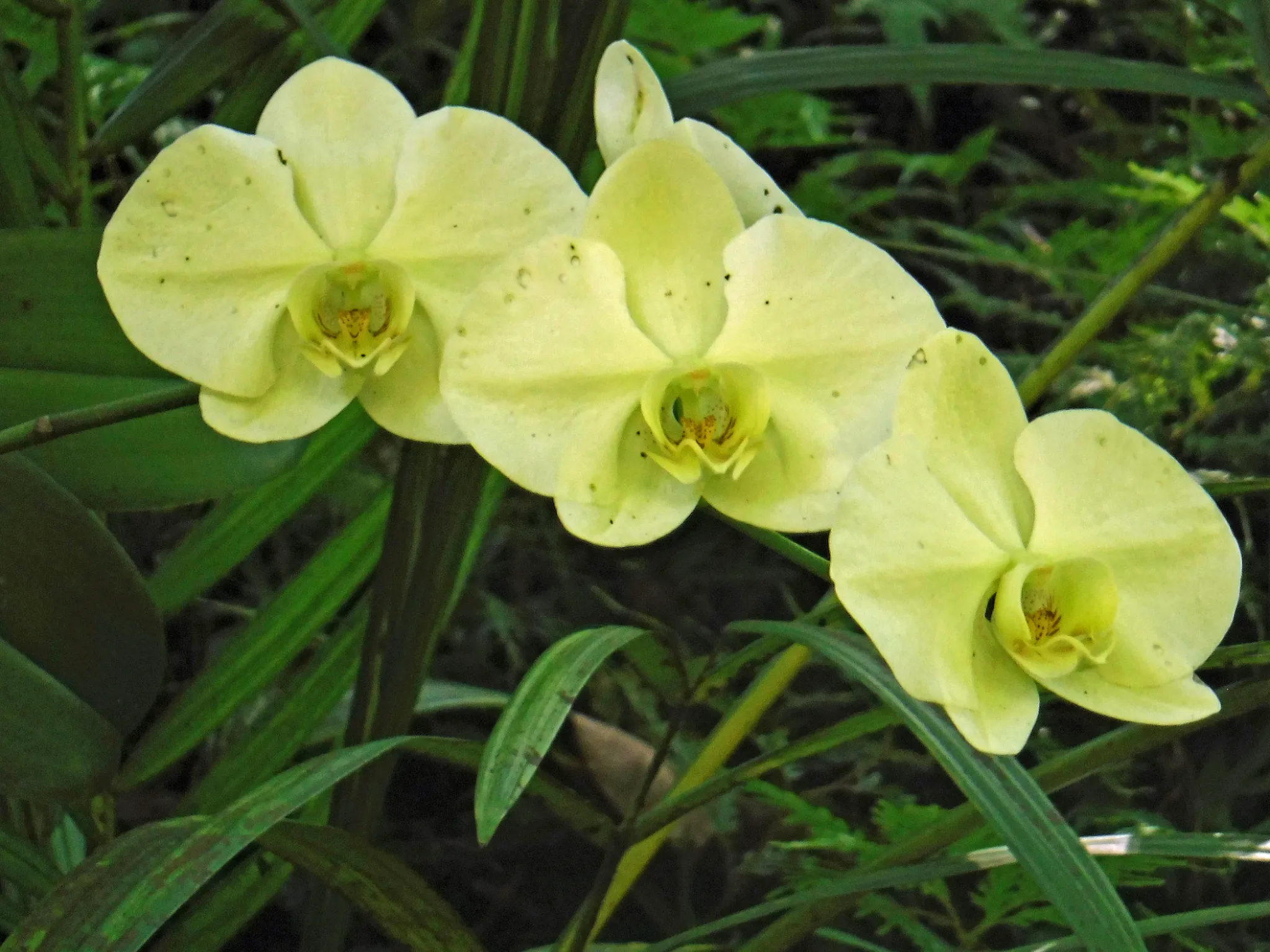 hawaii-hilo-botanical0002-1.webp