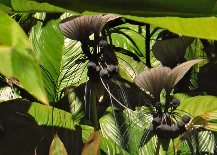 hawaii-hilo-botanical0004.webp
