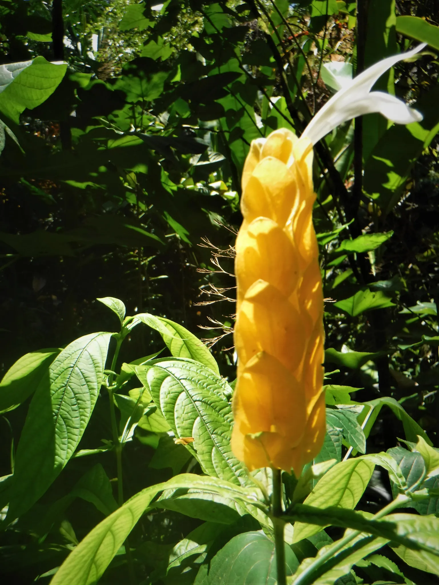 hawaii-hilo-botanical0005.webp