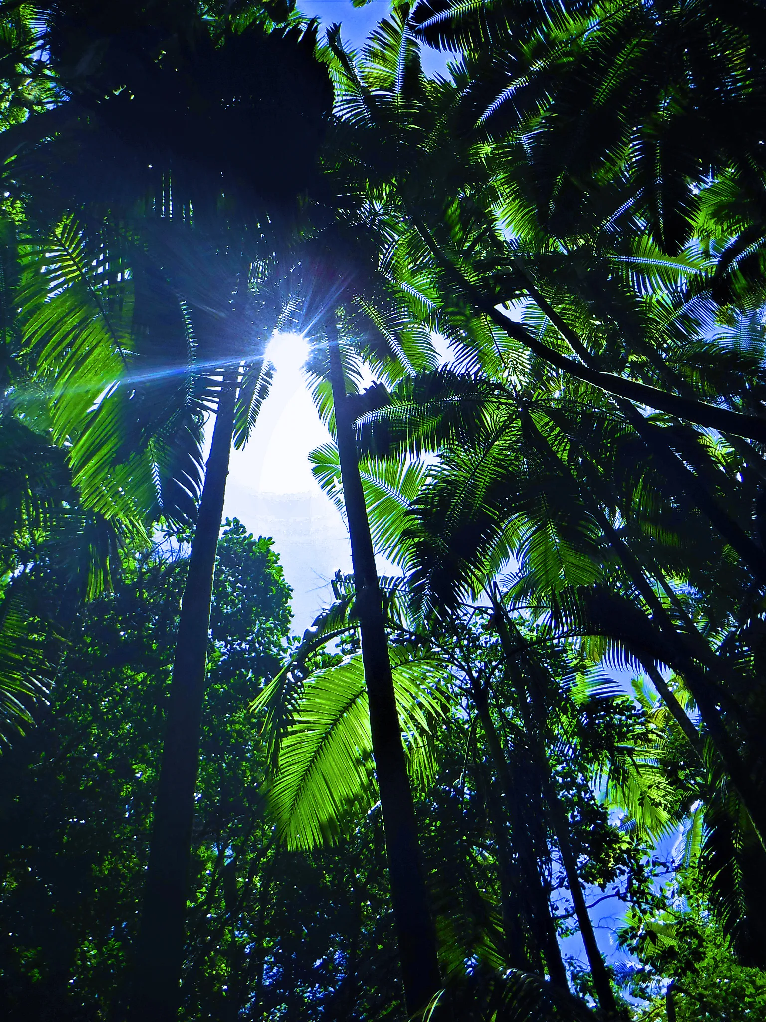 hawaii-hilo-botanical0007.webp