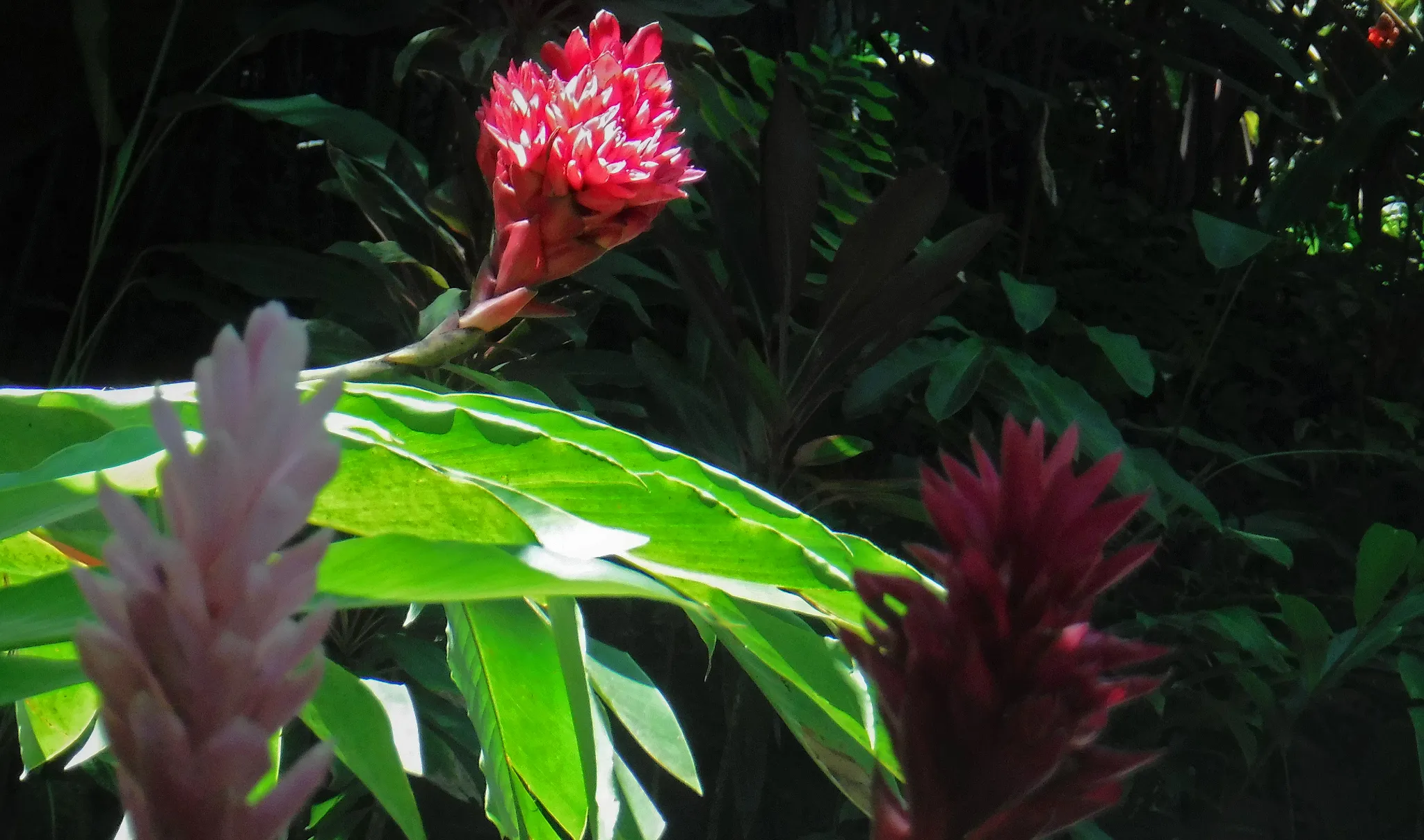 hawaii-hilo-botanical0009-1.webp