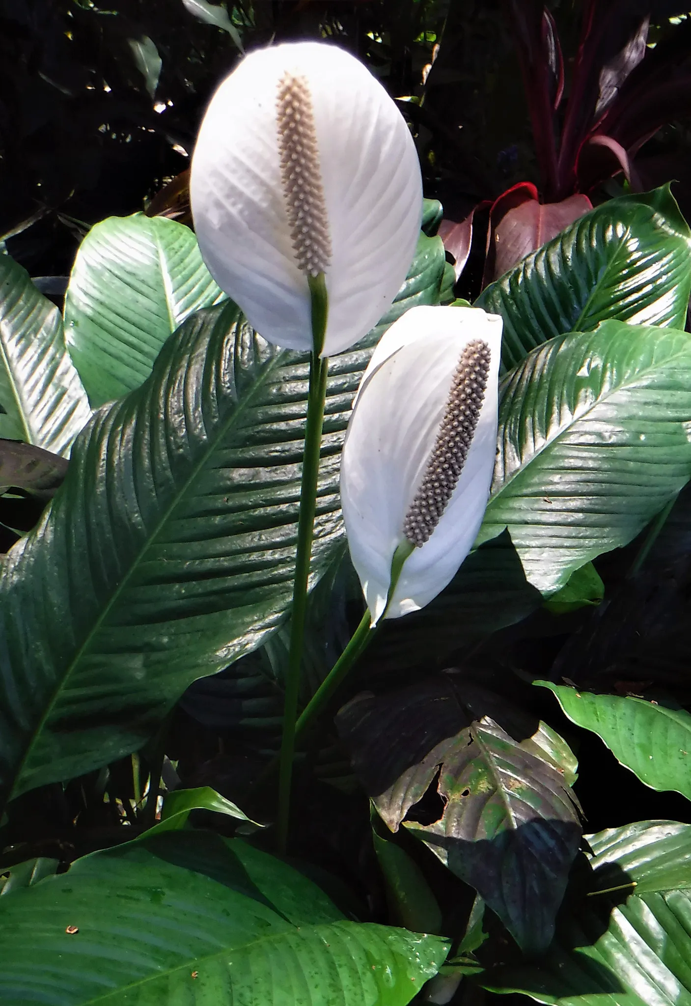 hawaii-hilo-botanical0012-1.webp