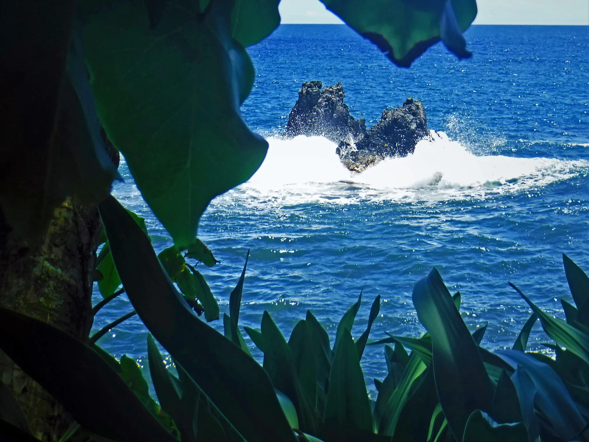 hawaii-hilo-botanical0015.webp