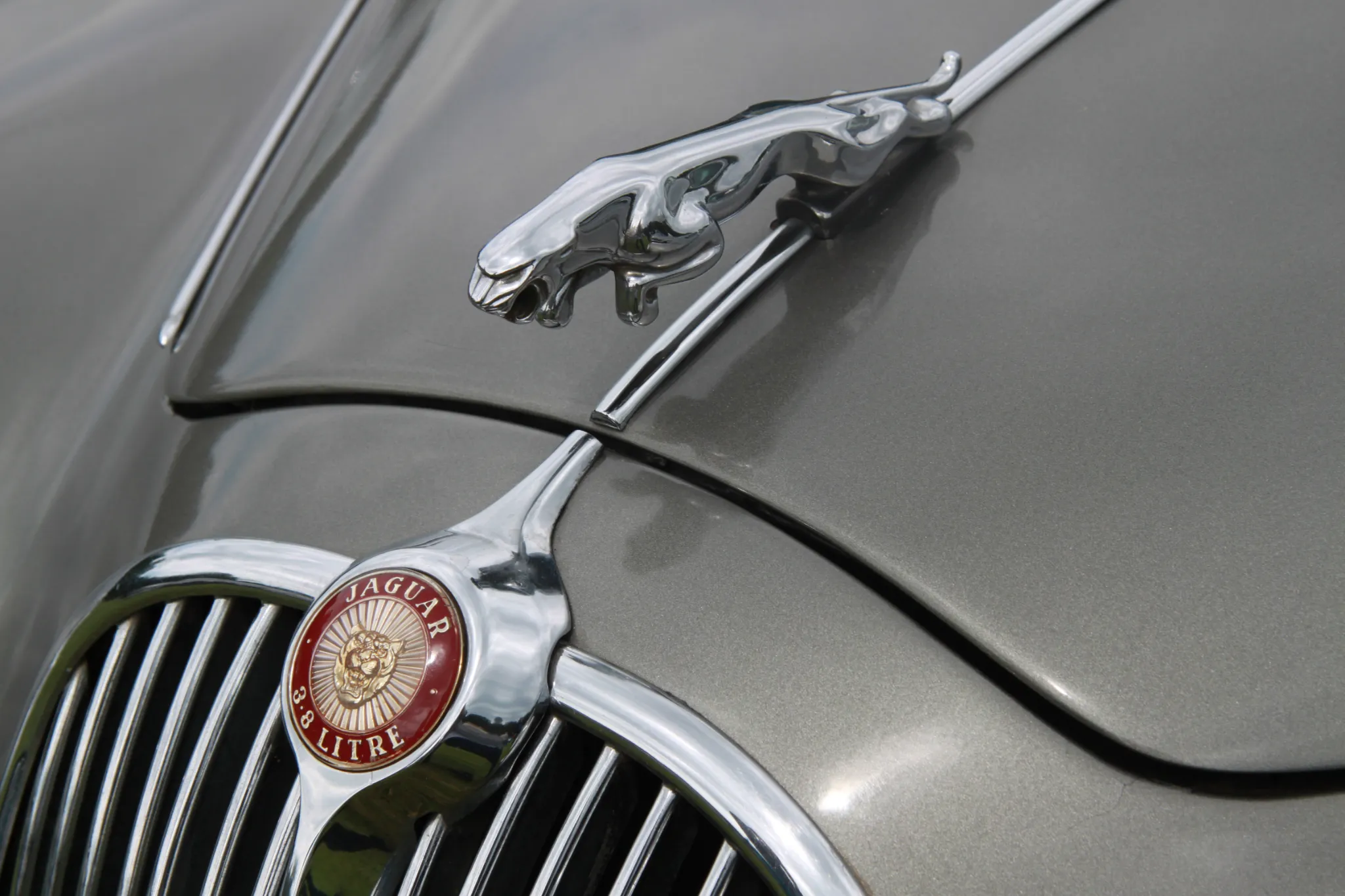 jaguarnose.webp
